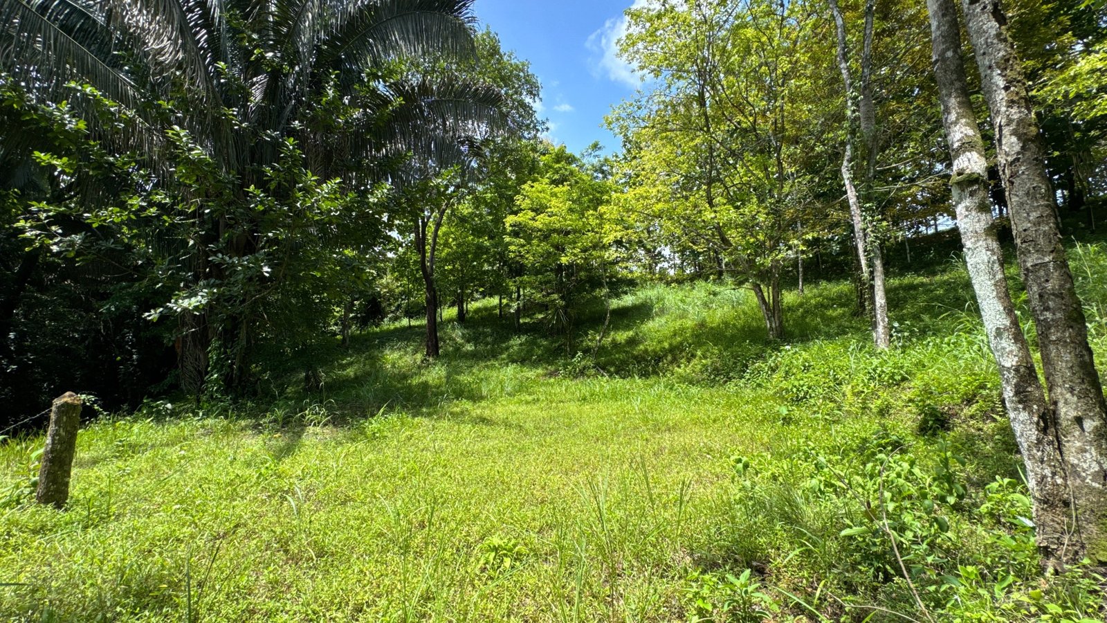 Jungle Lot with Teak Trees and Road Frontage near Manuel Antonio